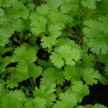 VibeX Coriander Panipat - Desi Vegetable Seeds Seed