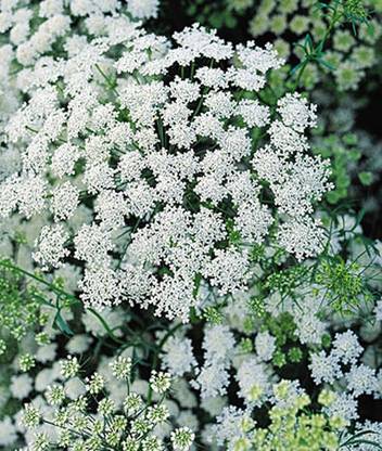 VibeX Ammi Majus Seed