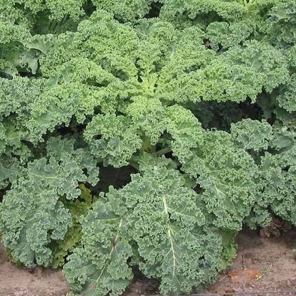 VibeX Kale Green Seed