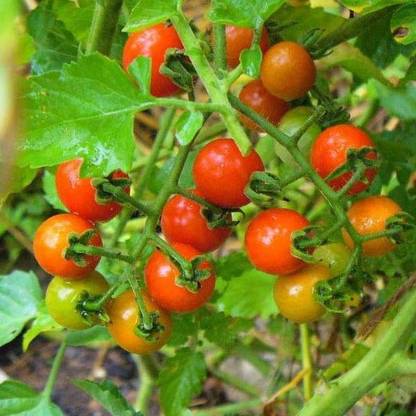 VibeX Cherry Tomato Wild Texas Seed