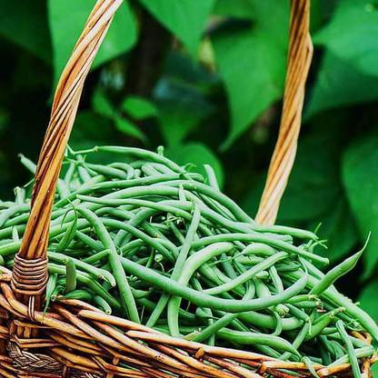 VibeX France Beans Seed
