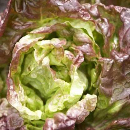 Biosnyg Lettuce Ivonina Batavia - Vegetable Seeds-[5gm Seeds] Seed