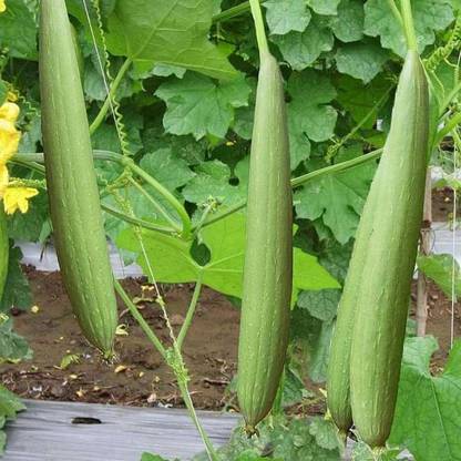 VibeX Sponge Gourd Seed