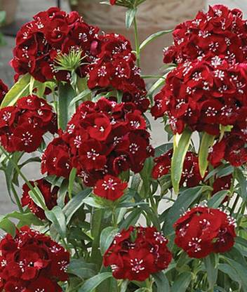 CYBEXIS Dianthus, Sweet Black Cherry Hybrid400 Seeds Seed