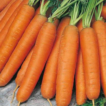 VibeX Carrot Nantes Seed