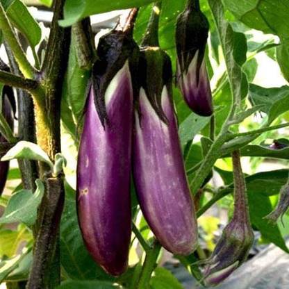 VibeX Brinjal Seed