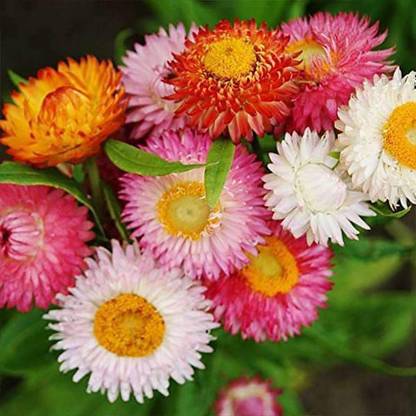 Biosnyg Helichrysum bracteatum Dwarf Mixed Color - Flower Seeds-[50 Seeds] Seed