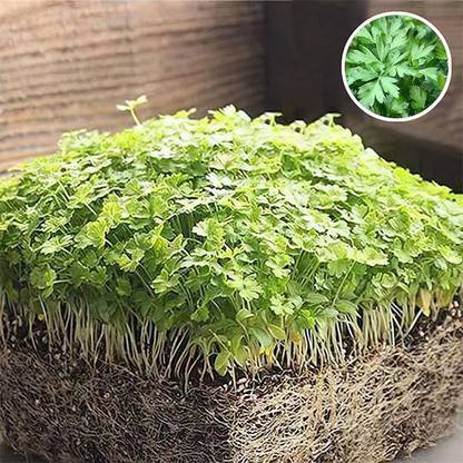 VibeX Parsley Flat Leaf Seed