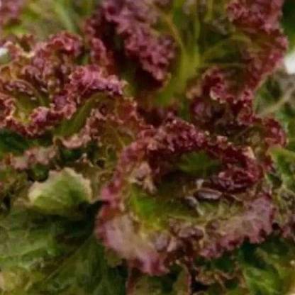 VibeX Lettuce Seed