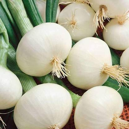 VibeX Onion White Seed