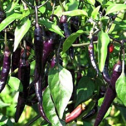 VibeX Chilli F1 Hybrid Deep Kali 6 - Vegetable Seeds Seed