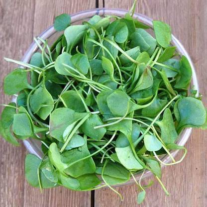 VibeX Water Cress Seed