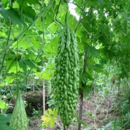VibeX Bitter Gourd Seed