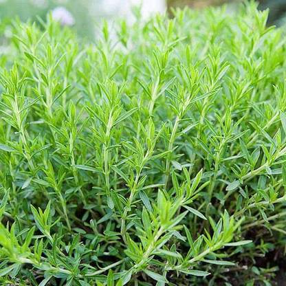 VibeX Tarragon Seed
