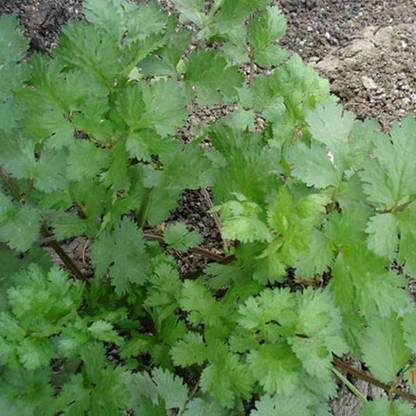 VibeX Coriander Kalmi Seed