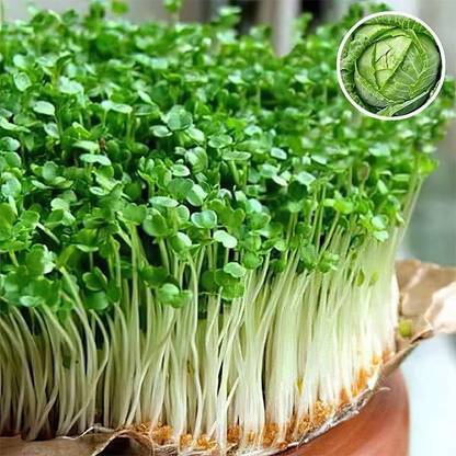 VibeX Cabbage Red Micro - Microgreen Seeds Seed