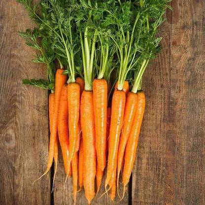 VibeX Carrot Early Nantes Imported - Vegetable Seeds Seed