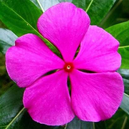 VibeX Vinca Rosea Pink - Desi Flower Seeds Seed