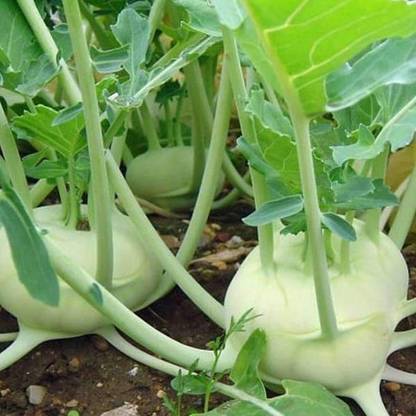 VibeX Knol Khol Seed