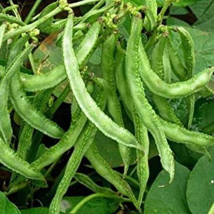 Biosnyg Sem Phali, Lima Beans - Vegetable Seeds-[5gm Seeds] Seed