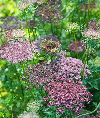 VibeX Ammi Majus Seed