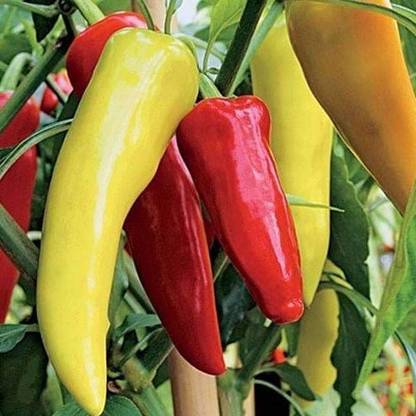 VibeX Hot Pepper Seed