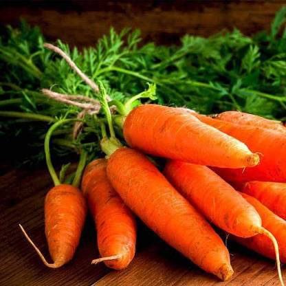 VibeX Carrot Early Nantus - Desi Vegetable Seeds Seed