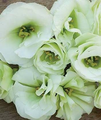 VibeX Lisianthus Seed
