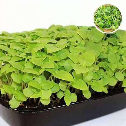 VibeX Lemon Basil Seed