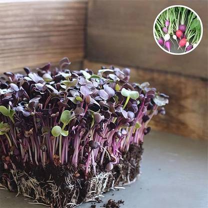 VibeX Radish Sango Seed