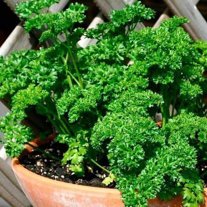 VibeX Parsley Forest Green Seed
