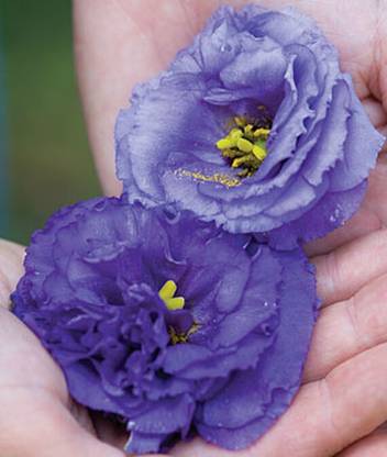 VibeX Lisianthus Seed