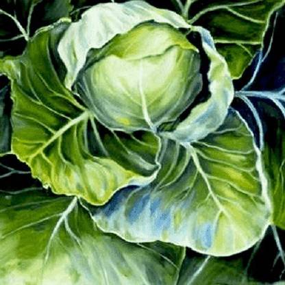 VibeX Cabbage Seed