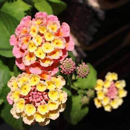 Biosnyg Lantana Camara -Flower Seeds-[50 Seeds] Seed