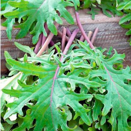 VibeX Kale Red Seed