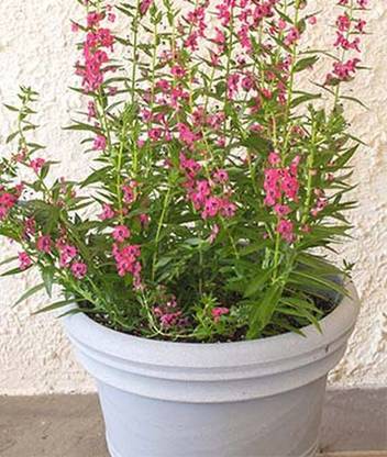 VibeX Angelonia Seed