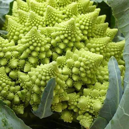 VibeX Broccoli Romanesco Seed