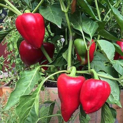VibeX Bellpepper Seed