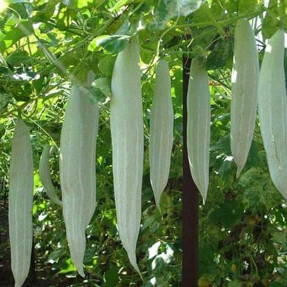 VibeX Snake Gourd Chichinda - Vegetable Seeds Seed