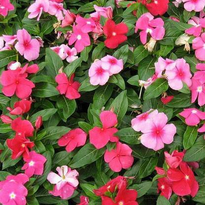 Biosnyg Vinca Mixed Color, Periwinkle Mixed Color - Desi Flower Seeds-[50 Seeds] Seed