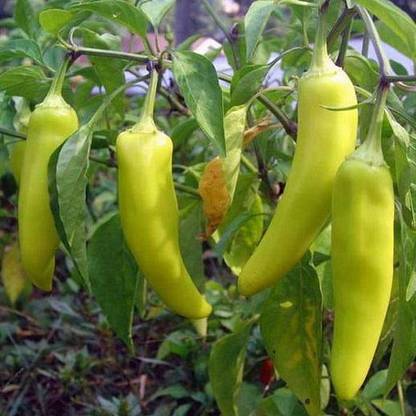 VibeX Pepper Seed