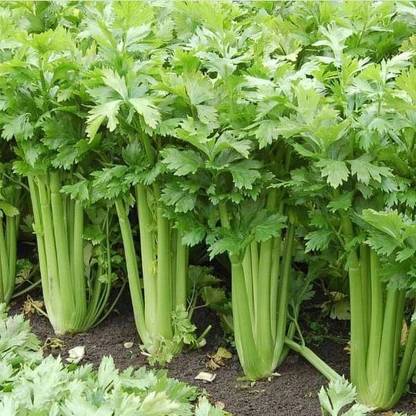 VibeX Celery Seed