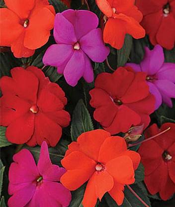 VibeX Divine Mix Seed