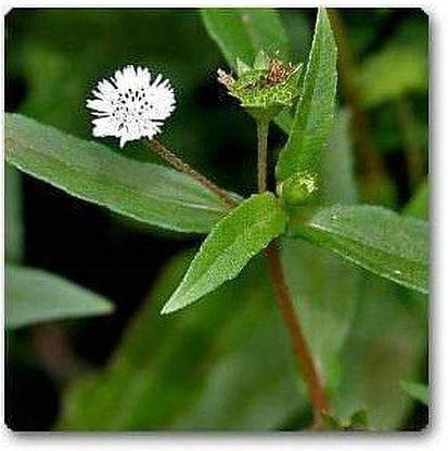 Biosnyg Bhringraj, Eclipta Alba, Eclipta Prostrata Seeds-[200 Seeds] Seed