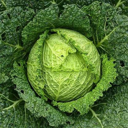 VibeX Cabbage Seed