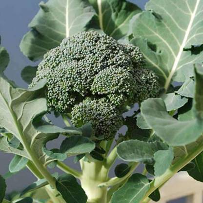 VibeX Broccoli Seed