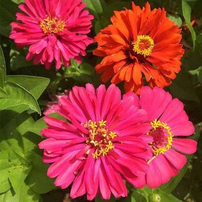 VibeX Zinnia Elegans Seed