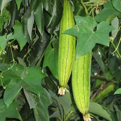 VibeX Sponge Gourd Seed