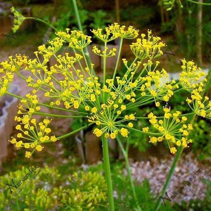 VibeX Dill Soya Seed