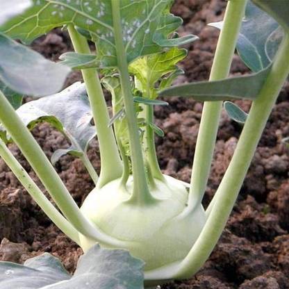 VibeX Knol Khol White Seed